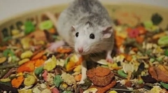 Огляд кормів rat: як вибрати найкраще